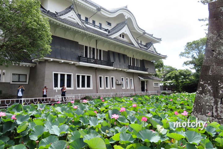 五島蓮の花