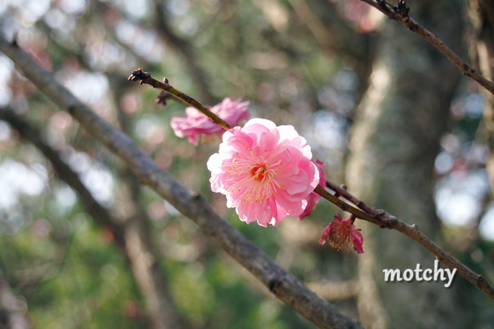 三井楽、桃の花