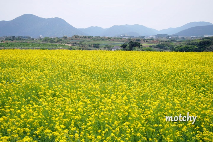 菜の花、岐宿